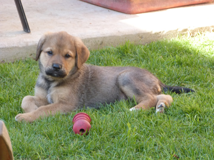 chinook dog